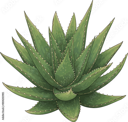 Create a Aloe vera plant PNG isolated on transparent background, succulent with spiky leaves for natural remedies and skincare products vector art with white background.
