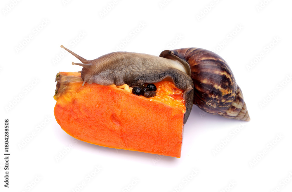 Obraz premium Achatina fulica or Lissachatina fulica. Giant African land snail are eating ripe papaya halves fruit isolated on white background.