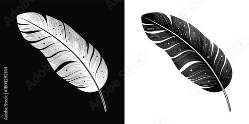 A detailed black and white illustration of a single feather, presented on both a black and a white background for versatile design use