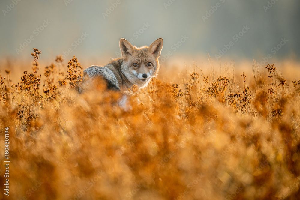 Naklejka premium Red fox (Vulpes vulpes) captured in its natural habitat, alert and observing its surroundings. The detailed close-up highlights its reddish fur, sharp features and expressive eyes.