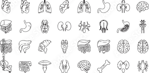 Anatomy of the Human Body Organs Lined Style Illustration