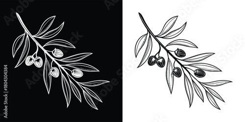 A handdrawn illustration of an olive branch with olives, presented in both black and white versions against contrasting backgrounds