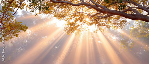 Fototapeta Naklejka Na Ścianę i Meble -  Golden rays of sunlight filter through branches of trees creating serene autumn landscape filled with warmth and tranquility. Nature beauty captivates senses and inspires peace