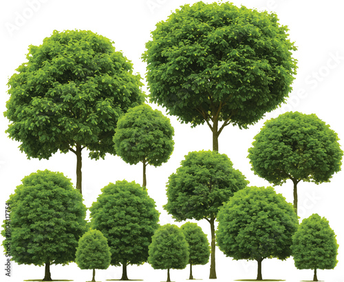  described features a collection of 10-12 green trees, each with dense and fluffy leaves, set against a plain white background. 