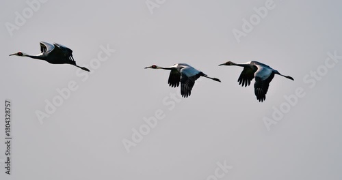 white-naped crane family  flying in the sky