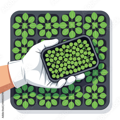 Gloved hand holding a microgreen tray over plant seedlings. Horticulture and biotechnology research concept. Flat design graphic