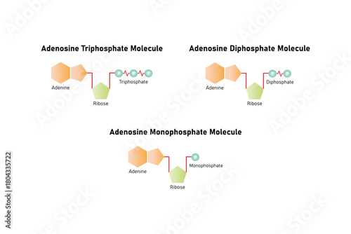 ATP, ADP and AMP Molecules Science Design. Vector Illustration.