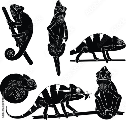Chameleon silhouette vector, climbing reptile illustration, curled tail lizard pose, nature anatomy study, cad drawing flat vector illustration, insect catch
