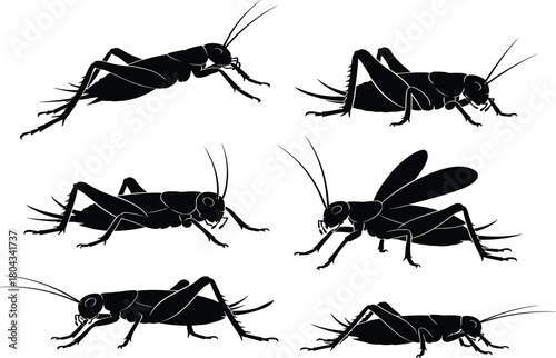 Cricket insect silhouette vector, black cricket side view, entomology illustration, bug anatomy pose, cad drawing flat vector illustration