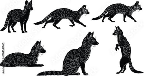 Lynx silhouette vector, wild feline illustration, animal motion pose, whisker fur detail, cad drawing flat vector illustration, standing sitting walking