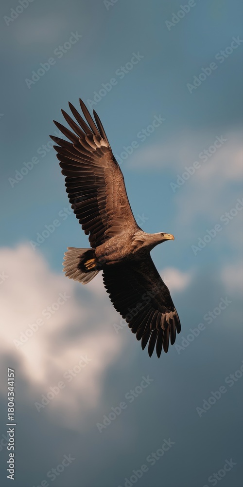 Fototapeta premium Majestic eagle soaring in cloudy blue sky