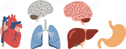 Anatomy Essentials Vector Illustrations of Human Organs for Educational and Medical Resources