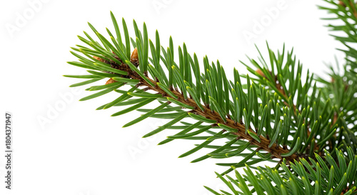 Closeup of a green pine tree branch with needles, isolated on white background
