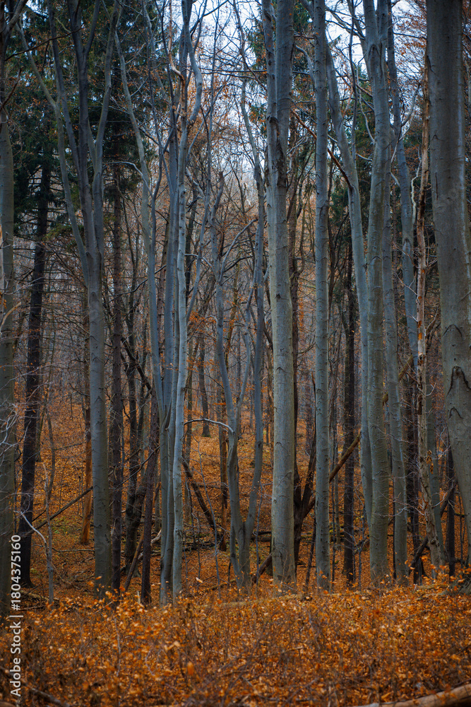 Fototapeta premium autumn in the foggy forest