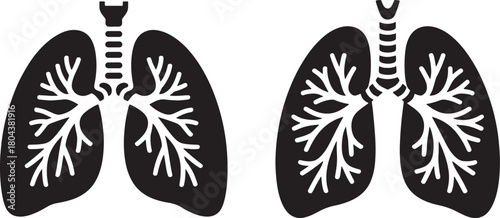 Respiratory System Vector Graphic Showing Human Lungs and Bronchi