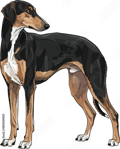 Greek Harehound dog standing looking back side profile illustration