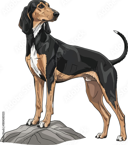 Greek Harehound dog standing on rock looking away illustration