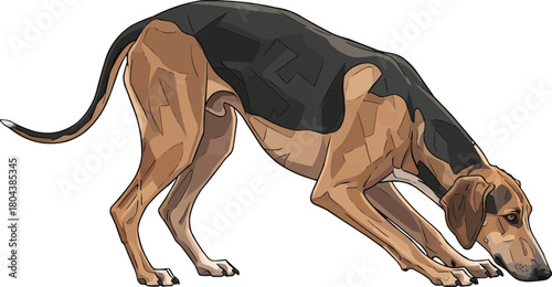 Greek Harehound dog sniffing tracking pose vector illustration