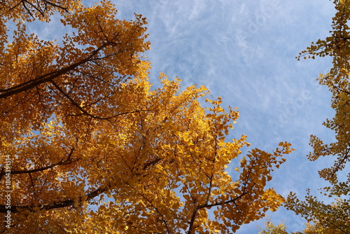 Evening blue sky and ginkgo trees
