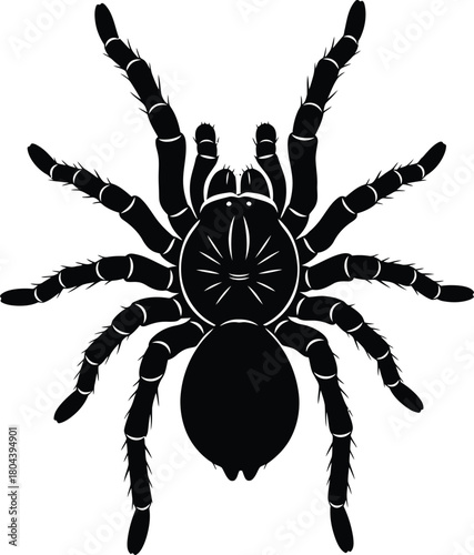 Spider tarantula silhouette vector illustration arachnid creepy crawly eps