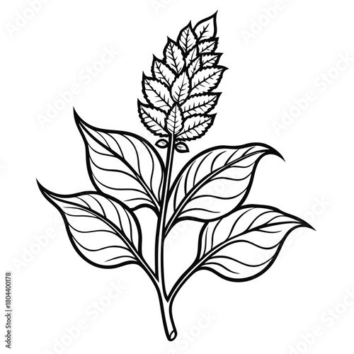 black and white amaranthus flower vecor illustration
