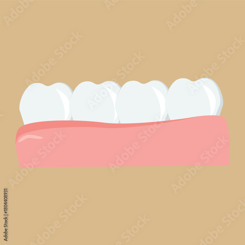 Part of the human lower jaw. Teeth in the gums, vector graphics.