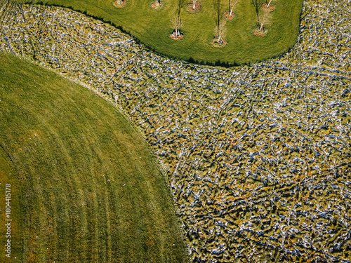 Fotografija Aerial view of lush green fields with textured patterns and scattered trees, sho