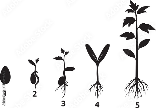 Stages of plant growth from seed to mature plant