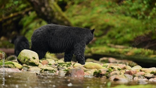 Black Bear Foraging in Rockies Stream Wildlife, British Columbia