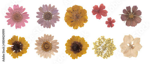 Fototapeta Naklejka Na Ścianę i Meble -  Collection of dried pressed flowers scrapbook isolated on white background