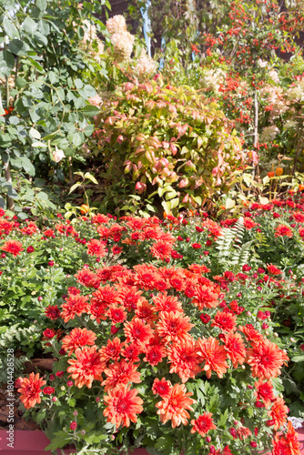 red and orange chrysanthemum bush blooms in the garden, close-up, sunny day