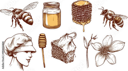 Macro closeup set of honey bees isolated on white with delicious sweet honey dessert and wood shell