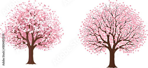 Two pink cherry blossom trees vector, isolated Japanese sakura illustration set, spring floral design element.