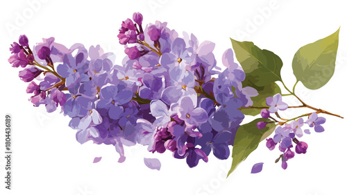 Vibrant Lilac Syringa Flowers in Full Bloom Vector with Outline