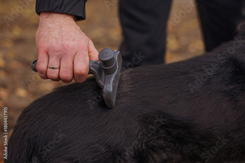 Foto Hand grooming a black long-haired dog outdoors with a furminator tool, removing loose fur and grey undercoat during shedding season