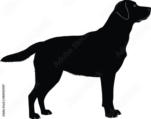 Black labrador retriever silhouette vector illustration isolated art eps