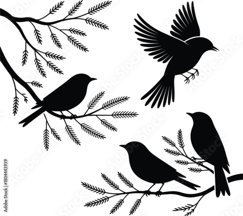 Set of vector bird silhouettes, including sparrows, crows, doves, and pigeons, illustrating wildlife and nature on a white background