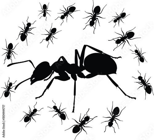 Ant insect silhouette vector illustration worker ant colony pest control eps