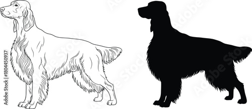 English setter dog breed illustration vector art silhouette outline eps