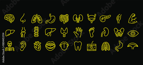 Medical organs line icon set. Vector pictograms of anatomy, body parts, kidney, bladder, pancreas, intestine, thyroid, pelvis, skeleton, joint, hand, nose, mouth, tongue, thin linear illustration.