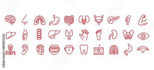 Medical organs line icon set. Vector pictograms of anatomy, body parts, kidney, bladder, pancreas, intestine, thyroid, pelvis, skeleton, joint, hand, nose, mouth, tongue, thin linear illustration.
