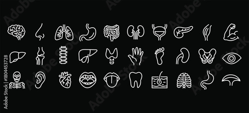 Medical organs line icon set. Vector pictograms of anatomy, body parts, kidney, bladder, pancreas, intestine, thyroid, pelvis, skeleton, joint, hand, nose, mouth, tongue, thin linear illustration.