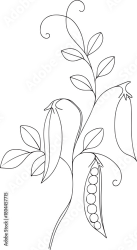 Detailed botanical illustration of a pea plant with pods and flowers silhouette