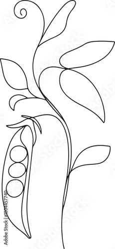 Detailed botanical illustration of a pea plant with pods and flowers silhouette