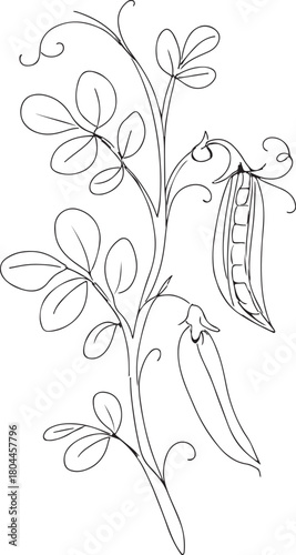 Detailed botanical illustration of a pea plant with pods and flowers silhouette