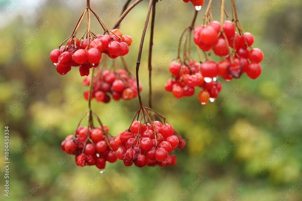 Fototapeta premium Red berries hanging on branches after rain in nature