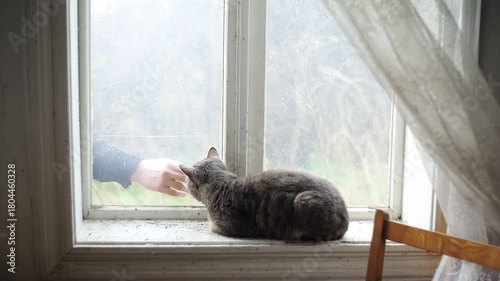 Cat watches hand reaching through window during rainy day