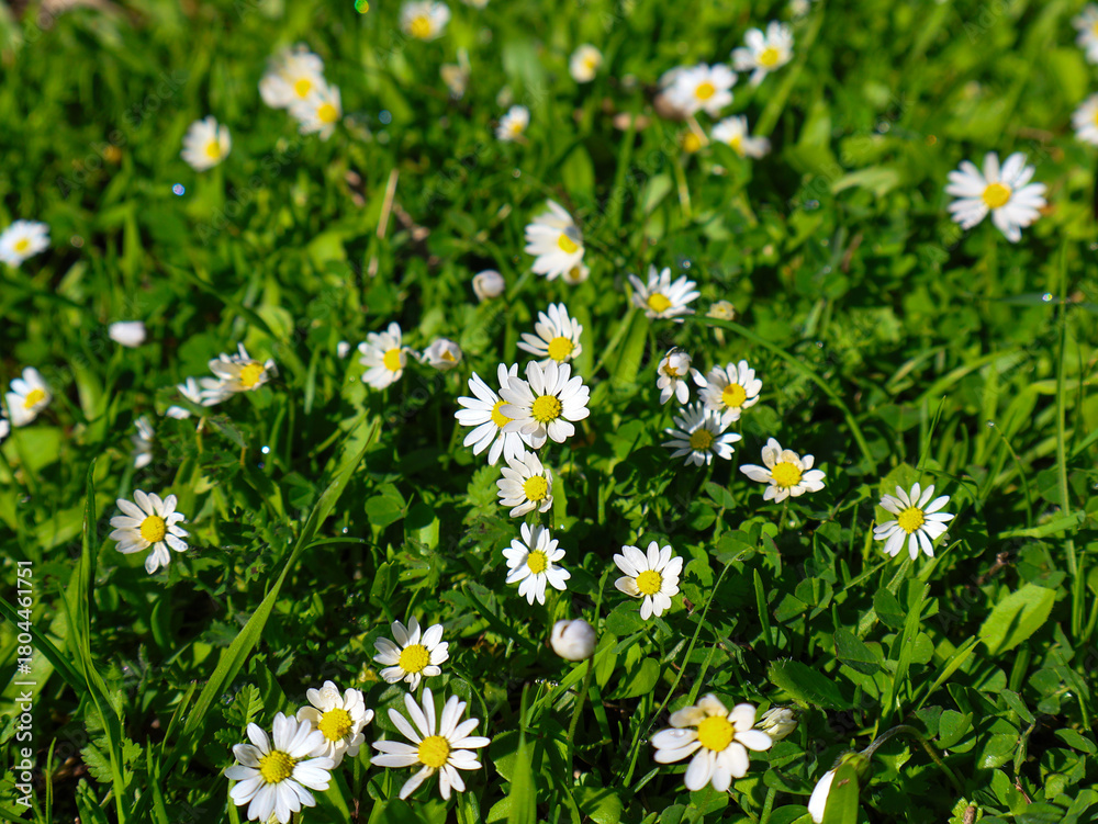 Fototapeta premium field of daisies