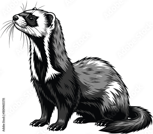 Ferret illustration vector art black footed ferret drawing pet animal eps silhouette