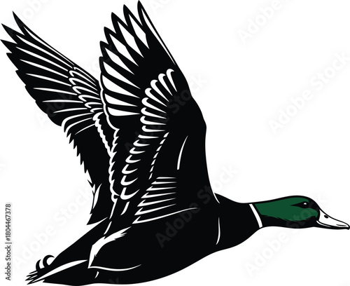 Flying mallard duck vector illustration waterfowl bird hunting clipart eps silhouette